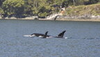 San Juans Whale Watching--April 25, 2026